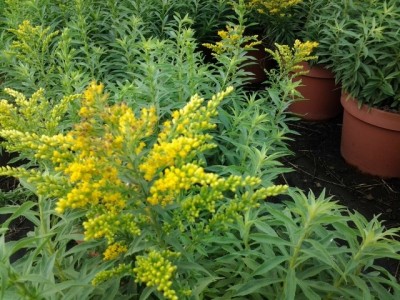 solidago_brachystachys.jpg