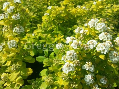 spiraea_betulifolia_torgold.jpg