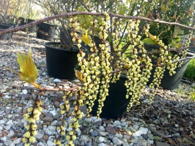 stachyurus_in_fiore.jpg