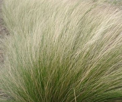 stipa_tenuissima_small.jpg