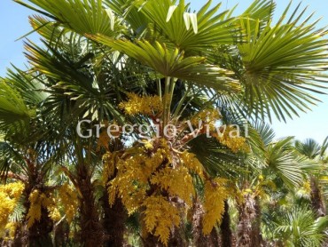 trachycarpus_fortunei.jpg