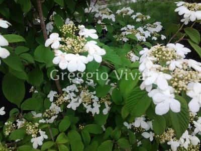 viburnum_watanabe.jpg