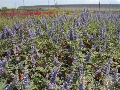 vitex_agnus_castus.jpg