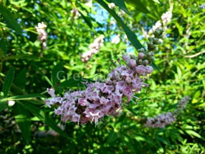 vitex_agnus_castus_rosa.jpg