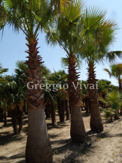 washingtonia_robusta.jpg