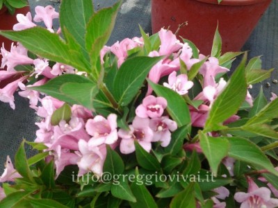 weigela_pink_poppet_r1.jpg